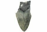 Bargain, Fossil Megalodon Tooth - North Carolina #295463-1